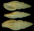 Mangelia&nbsp;costata